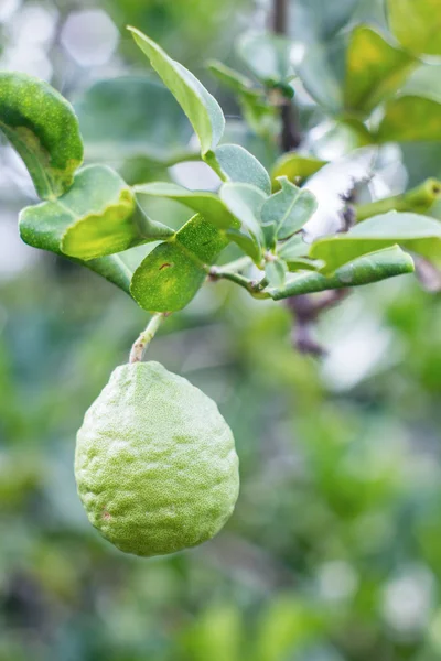 La fruta de la bergamota —  Fotos de Stock