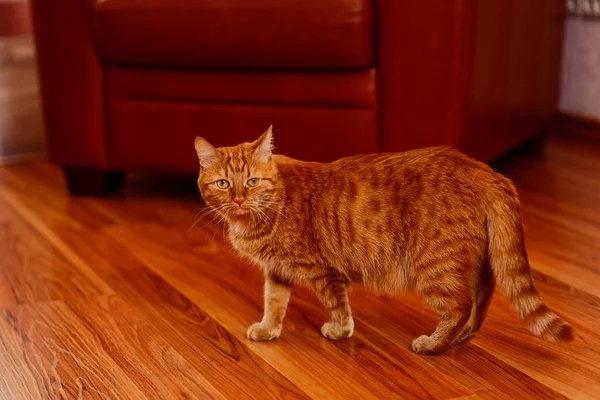 美丽的红头发猫在室内 — 图库照片