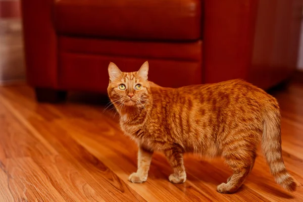 大红毛成年猫在家里 — 图库照片