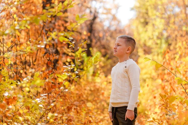 Niño Nueve Años Suéter Punto Levanta Otoño Sobre Fondo Hermosas —  Fotos de Stock