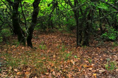 Eski ağaçlar, orman yatay