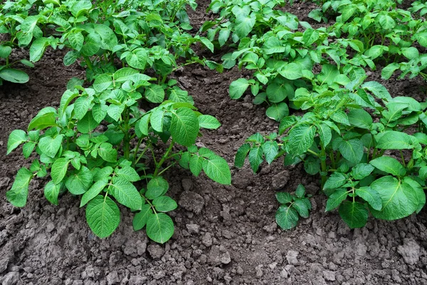 Sträucher mit Kartoffeln — Stockfoto