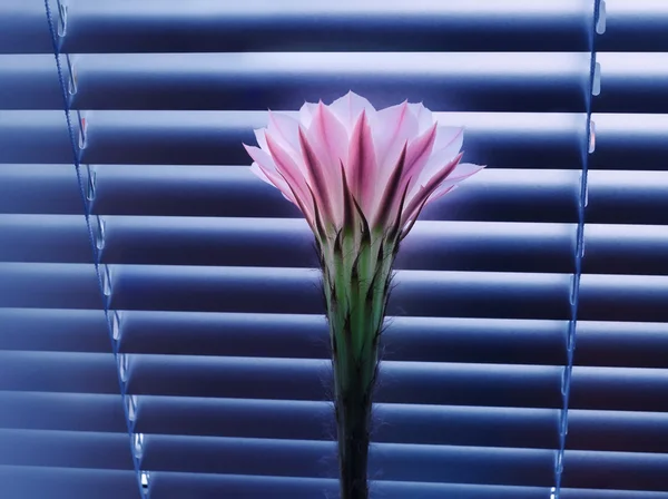Кактус квітка Стокове Фото