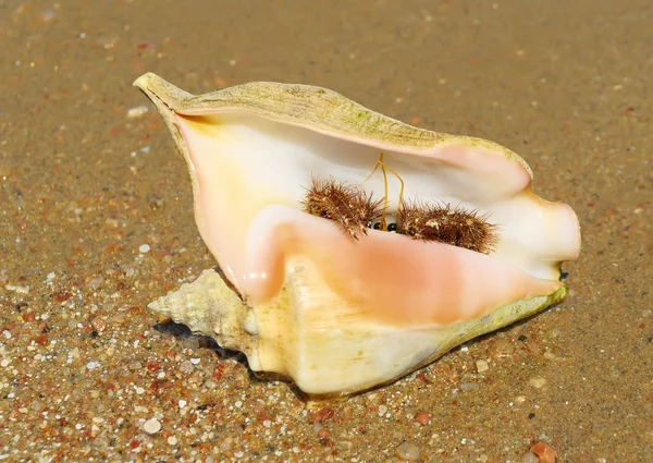 Caranguejo-eremita — Fotografia de Stock