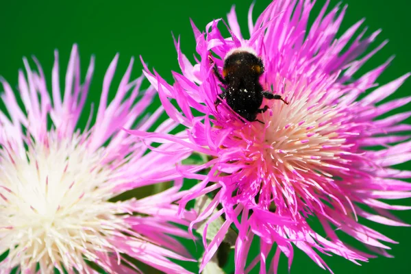 Bumblebee on a flower cornflower — Stock Photo, Image