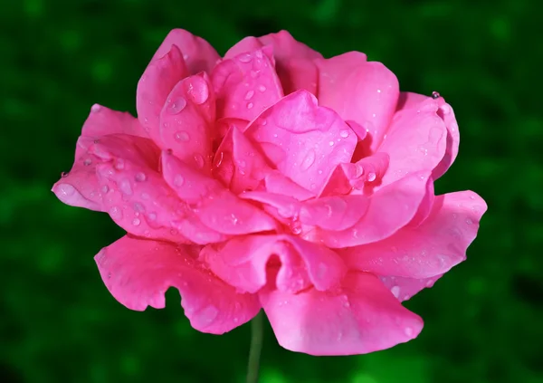Flower of rose — Stock Photo, Image
