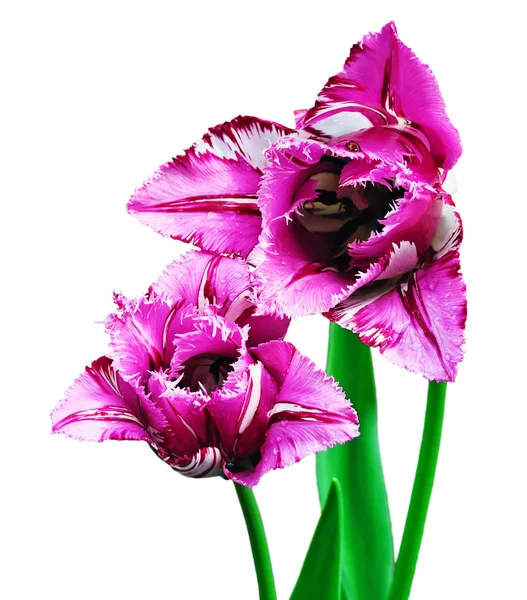 Gros plan sur les fleurs de tulipes — Photo