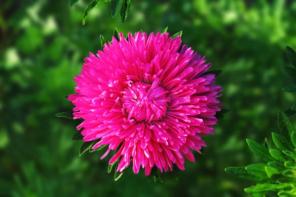 Aster çiçek — Stok fotoğraf