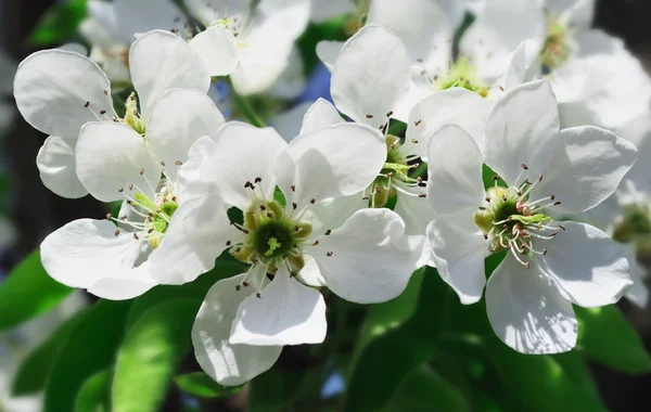 Flowers of a pear — Stock Photo, Image