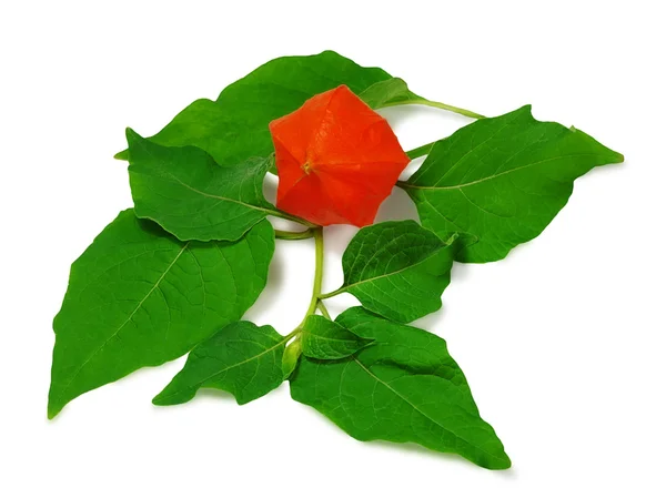 Leaves and fruit of groundcherry — Stock Photo, Image