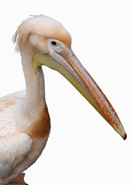 pembe Pelikan