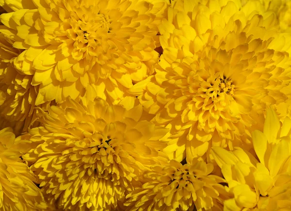 Gelbe Chrysantheme — Stockfoto