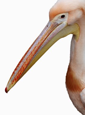 pembe Pelikan