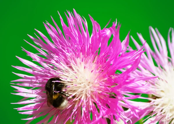 Bumblebee on a flower cornflower — Stock Photo, Image