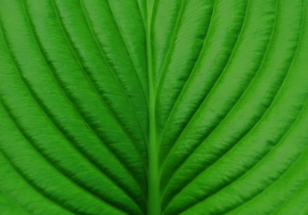 Groene blad hosts close-up — Stockfoto
