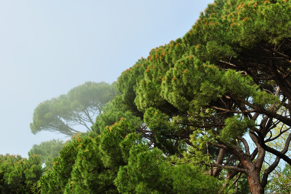 Italian pine grove