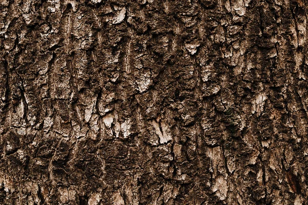 Natural texture — Stock Photo, Image