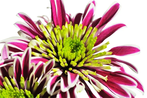 Schöne Chrysanthemen Nahaufnahme — Stockfoto