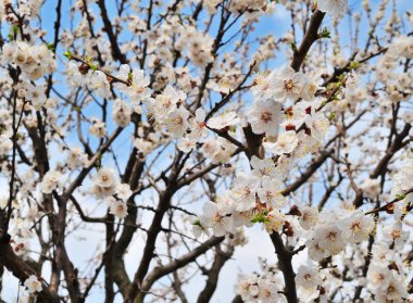 Baharda kayısı çiçekler