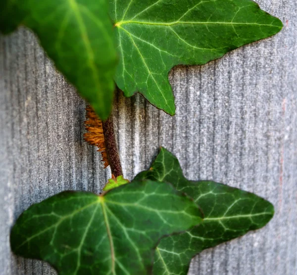 Garden ivy leaves close-up