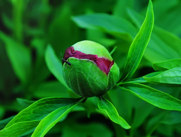 Peony bud closeup — Stock Photo, Image