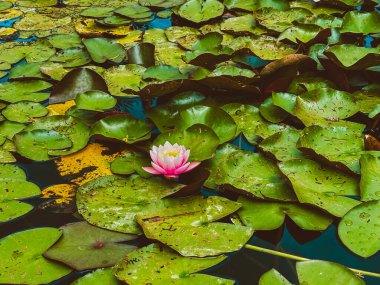 Suda farklı şekillerde yeşil yapraklar. Parktaki çeşme.
