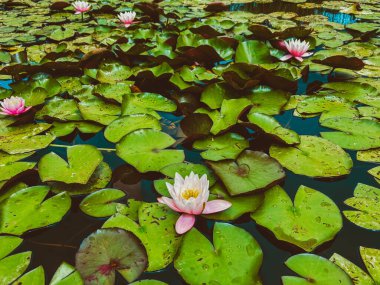 Suda farklı şekillerde yeşil yapraklar. Parktaki çeşme.