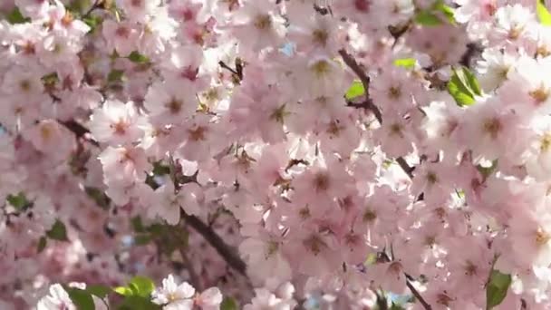 La cereza japonesa — Vídeos de Stock