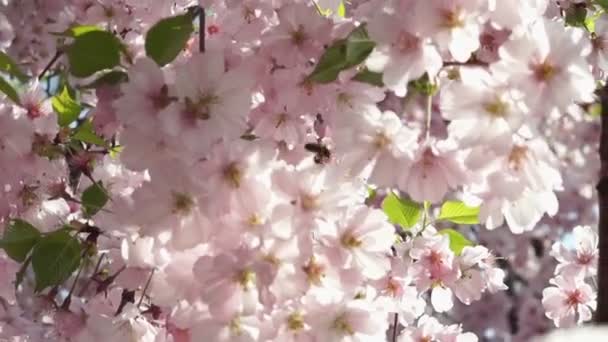 Den japanska körsbäret — Stockvideo