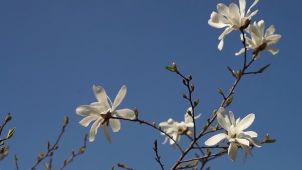 Grenen Magnolia — Stockvideo
