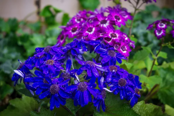 dark blue flowers