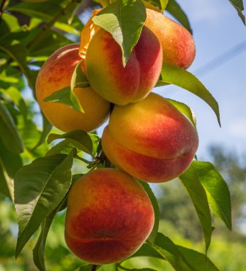 Şeftali kadar kapatın