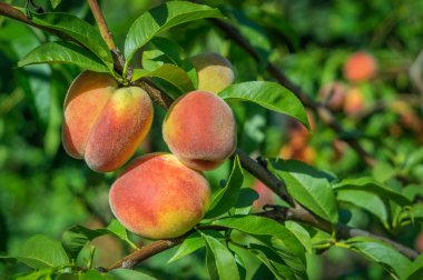 Şeftali kadar kapatın