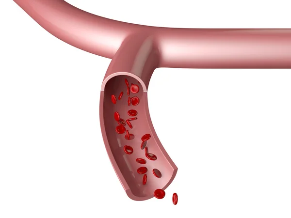 Statek krwionośny — Zdjęcie stockowe