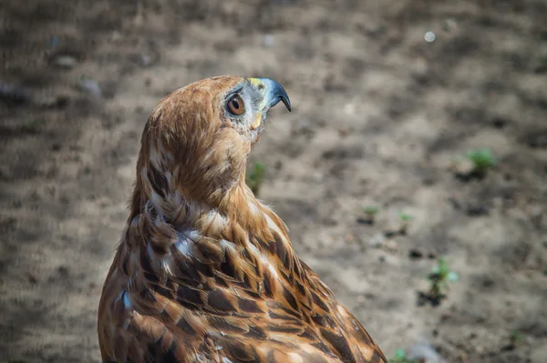 Steppe eagle — Stockfoto