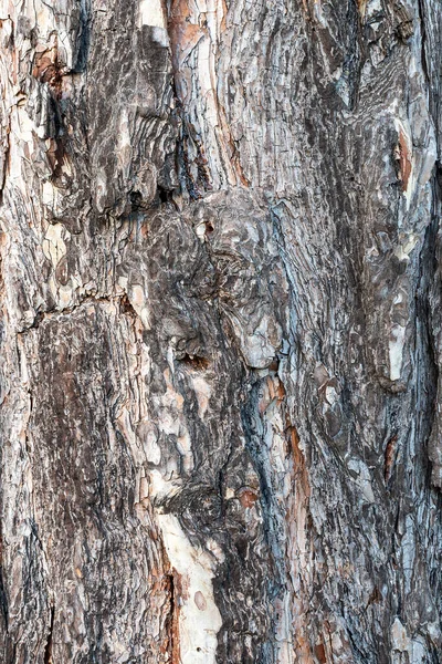 Structure Détaillée Écorce Illuminée Vieil Arbre Vieux Grand Tronc Arbre — Photo