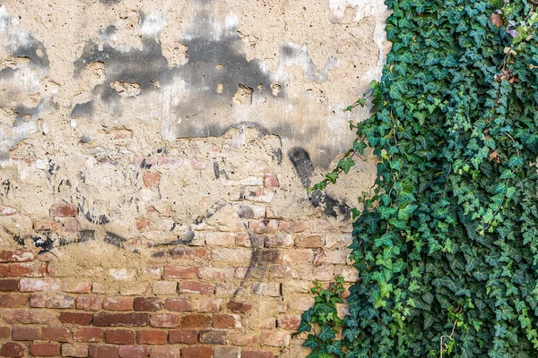 Una Pared Parcialmente Cubierta Hiedra Aproximadamente Tercio Cubierta Adecuada Como —  Fotos de Stock