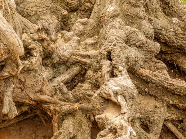 Korzenie Drzew Abstrakcyjnej Strukturze Tła Splątanie Starych Korzeni Drzew — Zdjęcie stockowe