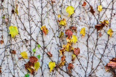 Sonbahar sarısı yapraklar ve arka planda bir duvar, sarı yapraklı seyrek çalılarla kaplı eski bir duvar.