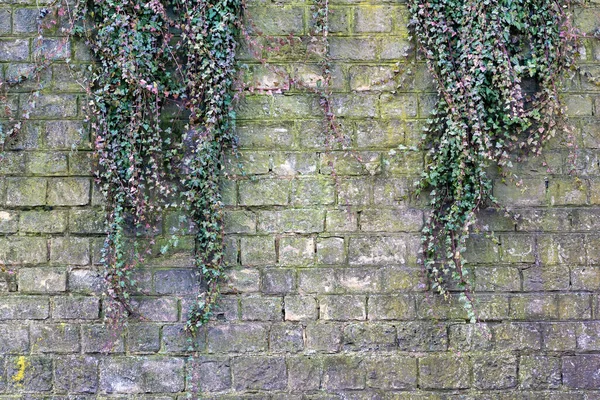 Old Weathered Stone Wall Overgrown Ivy Dark Background Computer Games —  Fotos de Stock