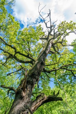 Mavi gökyüzüne karşı kocaman, yaşlı bir ağaç. Yavaş yavaş kuruduğunu gösteriyor.
