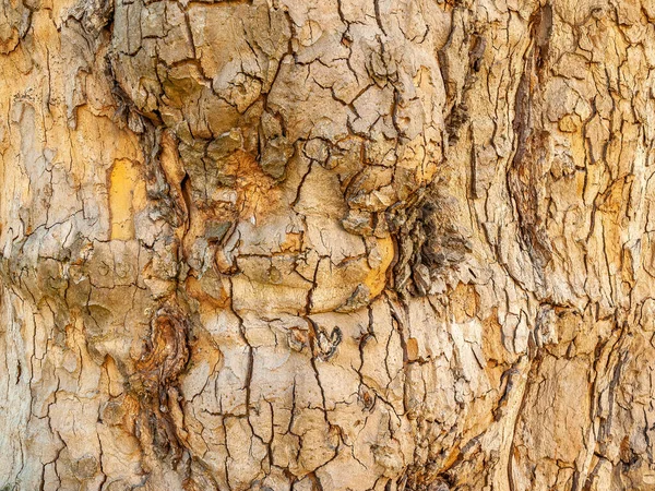 Superfície Dobrar Rachadura Descascada Estrutura Madeira Textura Fundo Colorido Para — Fotografia de Stock