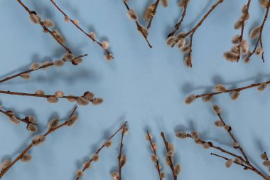 Mavi arka planda çiçek ve tomurcuklu söğüt ağacı dallarının Paskalya kompozisyonu. Bir demet yumuşacık söğüt dalı ve kedi derisi. Kartpostal şablonu.