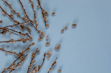 Mavi arka planda çiçek ve tomurcuklu söğüt ağacı dallarının Paskalya kompozisyonu. Bir demet yumuşacık söğüt dalı ve kedi derisi. Kartpostal şablonu.