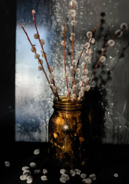 Branches Flowering Willow Stand Dark Glass Jar Background Sunlight — Stock Photo, Image