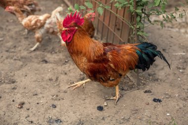 Güzel, parlak bir rengin horozu ve kümes hayvanları bahçesinde yürüyen kahverengi tavuklar..