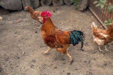 Güzel, parlak bir rengin horozu ve kümes hayvanları bahçesinde yürüyen kahverengi tavuklar..