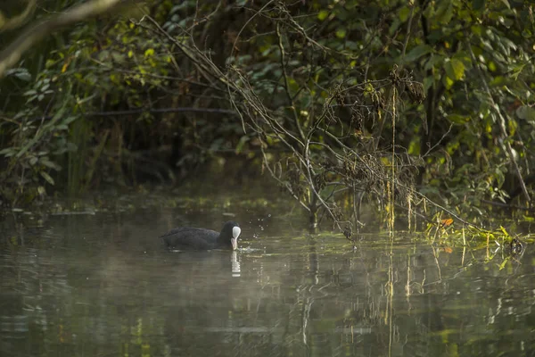 Fulica Atra También Conocido Como Coot Común Coot Australiano Miembro — Foto de Stock