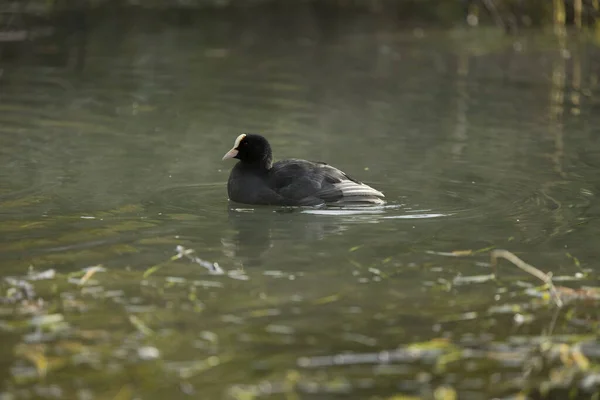Eurasian Coot Fulica Atra Also Known Common Coot Australian Coot — Stock Photo, Image