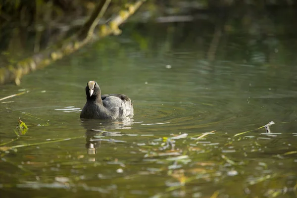 Der Blässhühner Fulica Atra Auch Als Blässhühner Oder Australischer Blässhühner — Stockfoto